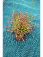 Drosera capensis