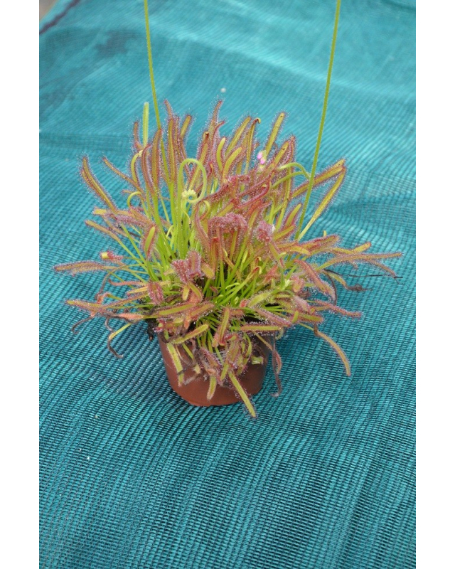 Drosera capensis Drosera capensis