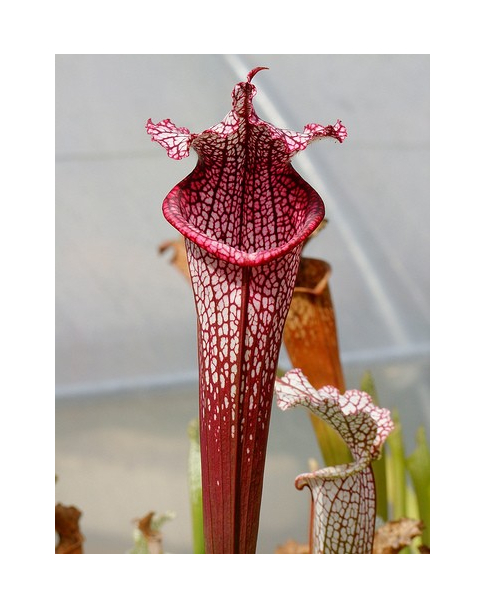 S. leucophylla -- Burgundy’Red & White, Phil Sheridan(L57,MK)