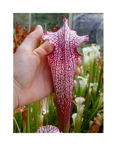 S. leucophylla -- Burgundy’Red & White, Phil Sheridan(L57,MK)