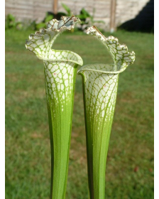 S. leucophylla -- Green & White,Gas Station site,South West of Perdido ,W(L60A,MK)