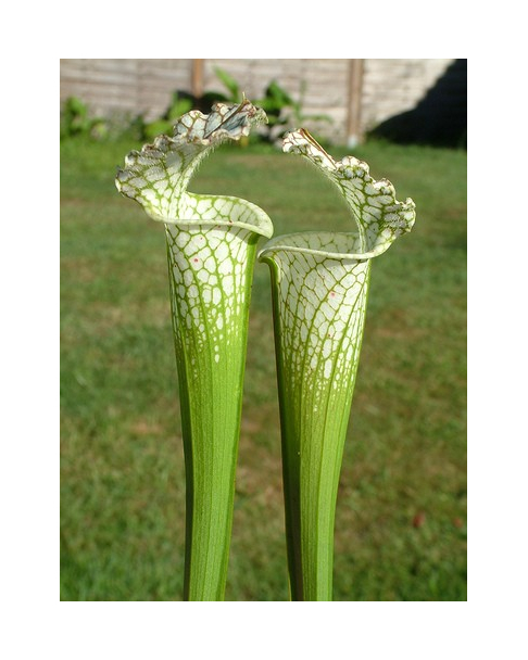 S. leucophylla -- Green & White,Gas Station site,South West of Perdido ,W(L60A,MK)