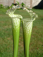 S. leucophylla -- Green & White,Gas Station site,South West of Perdido ,W(L60A,MK)