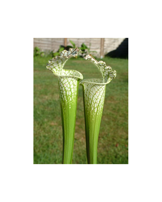 S. leucophylla -- Green & White,Gas Station site,South West of Perdido ,W(L60A,MK)