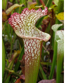 S. leucophylla -- Red & white, pronounced lip,PJ plants 2003(L73,MK)