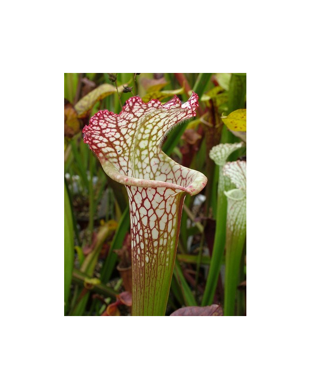 S. leucophylla -- Red & white, pronounced lip,PJ plants 2003(L73,MK)