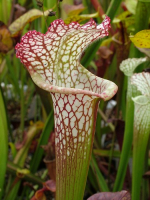 S. leucophylla -- Red & white, pronounced lip,PJ plants 2003(L73,MK)
