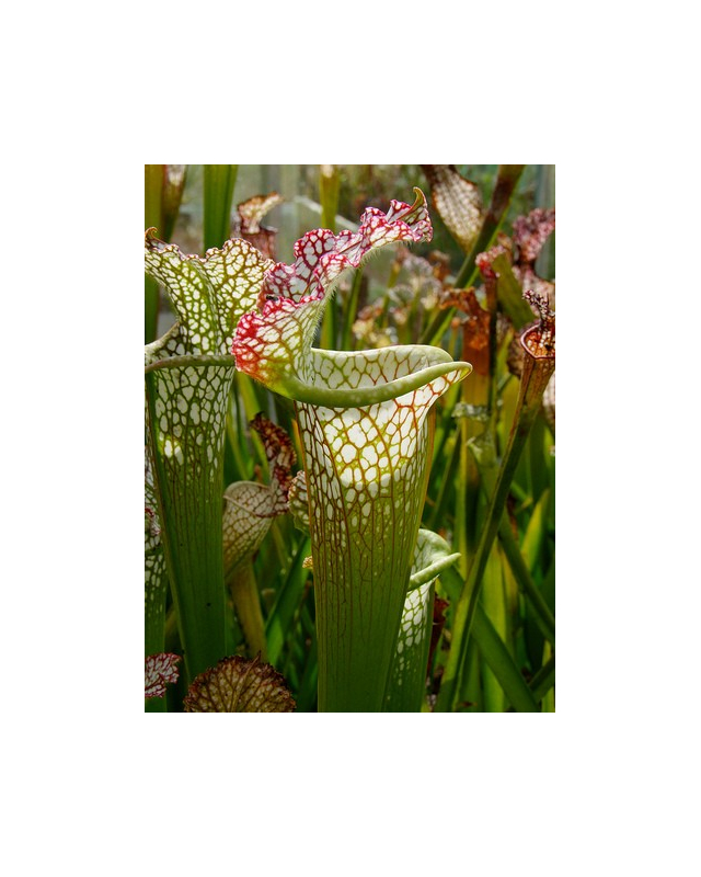 S. leucophylla -- Red & white, pronounced lip,PJ plants 2003(L73,MK)