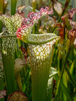 S. leucophylla -- Red & white, pronounced lip,PJ plants 2003(L73,MK)