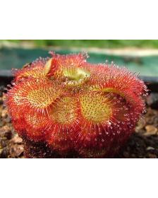 Drosera admirabilis