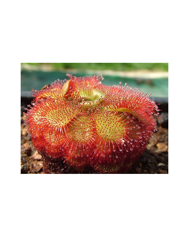 Drosera admirabilis