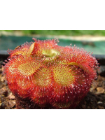 Drosera admirabilis
