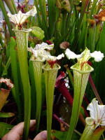 S.x Moorei -- Flava var. rugelii x leucophylla