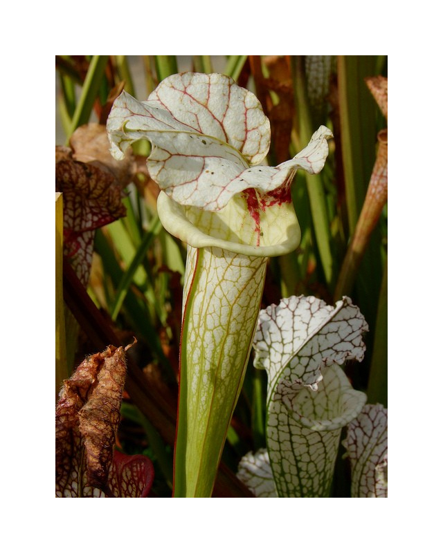 S.x Moorei -- Flava var. rugelii x leucophylla