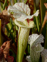 S.x Moorei -- Flava var. rugelii x leucophylla