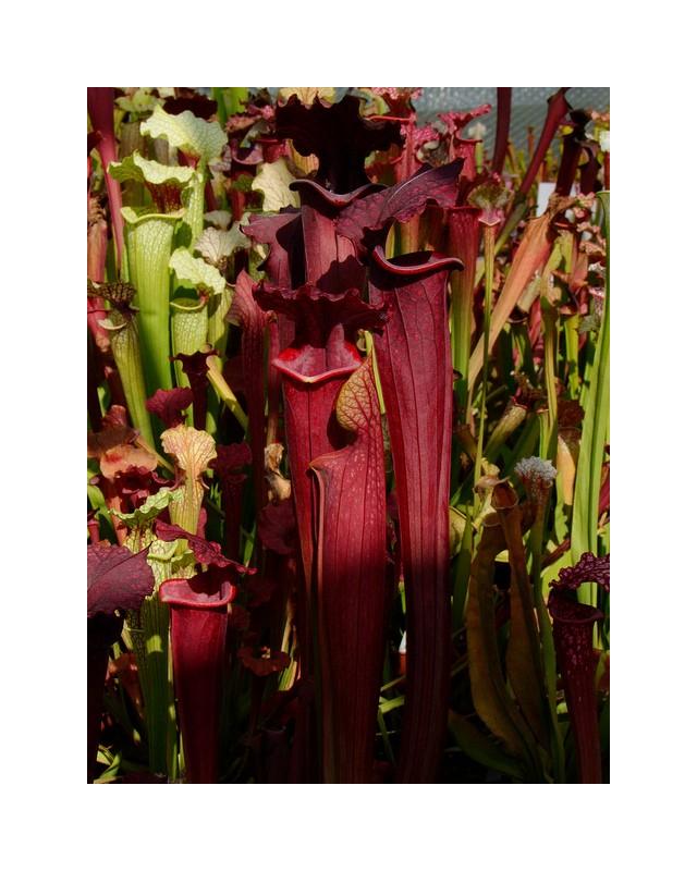 S.x Moorei -- All red clone, own cross 2003 (L18 x F18 select) (H260 MK)