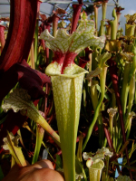 S.'Wilkerson’s White Knight” OP