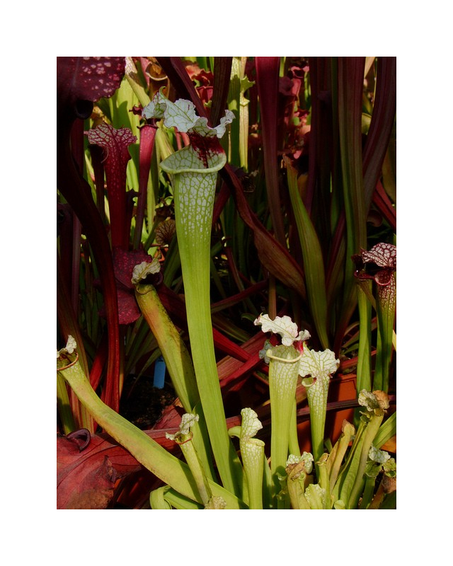 S.'Wilkerson’s White Knight” OP