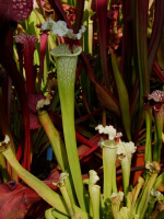 S.'Wilkerson’s White Knight” OP