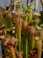 S.x Moorei -- Leah Wilkerson Imposter