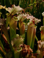 S.x Moorei -- Leah Wilkerson Imposter