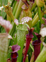 S.x Moorei -- F2 Pensacola Fields, FL (H71F MK)