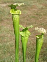 S.x Moorei -- 'Green Upper'