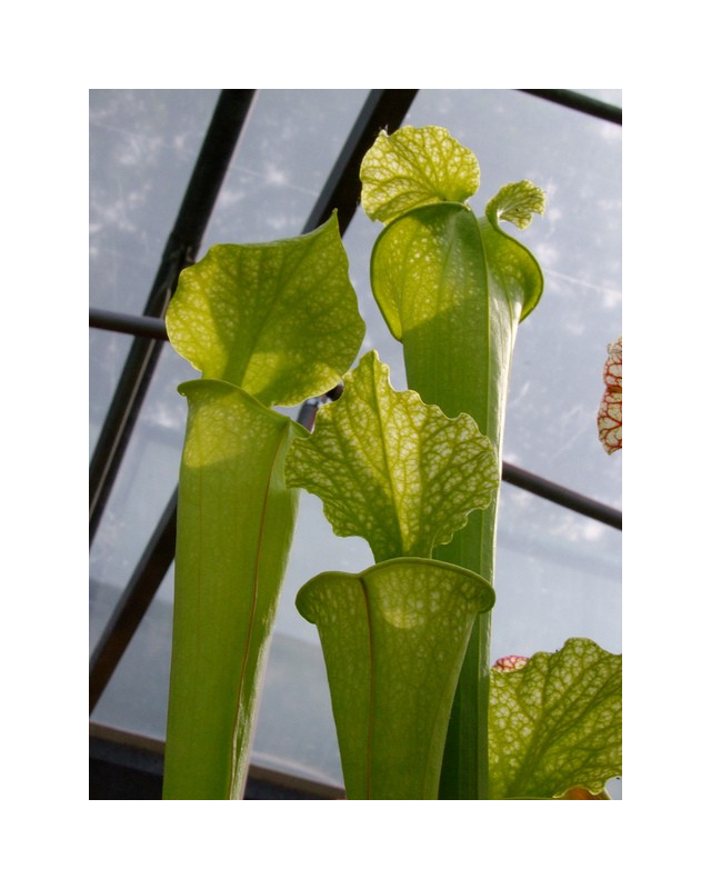 S.x Moorei -- 'Green Upper'