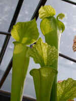 S.x Moorei -- 'Green Upper'