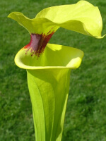 S. flava var. rugelii -- giant robust clone,(PM)( F18-MK)