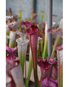 S. leucophylla -- Burgundy’Red & White, Phil Sheridan(L57,MK)