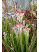 S.leucophylla 'Wilkerson’s Red Rocket' x ?