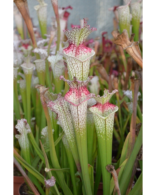 S.leucophylla 'Wilkerson’s Red Rocket' x ?