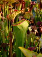 S.x Moorei -- (flava var. rugelii x leucophylla) wide pitcher opening, MS, (H38,MK)