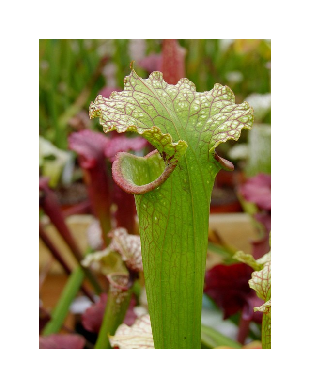 S.x Moorei -- (flava var. rugelii x leucophylla) wide pitcher opening, MS, (H38,MK)