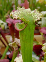 S.x Moorei -- (flava var. rugelii x leucophylla) wide pitcher opening, MS, (H38,MK)