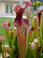 S. leucophylla x oreophila Norman Parker 2004(H138,MK)