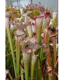 S. leucophylla
