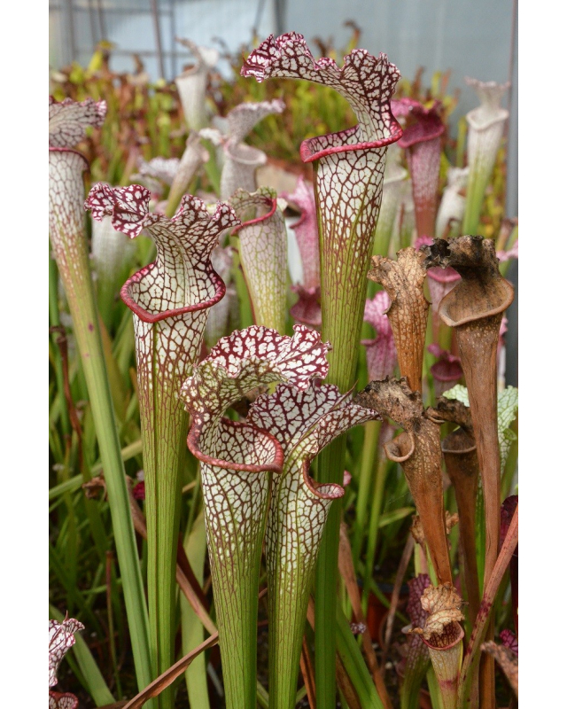 S. leucophylla