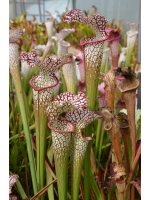 S. leucophylla