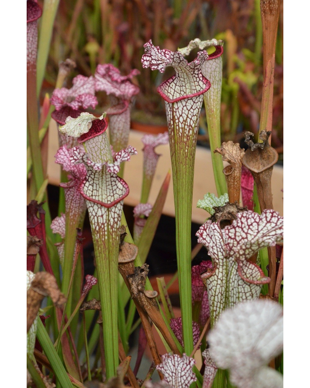S. leucophylla