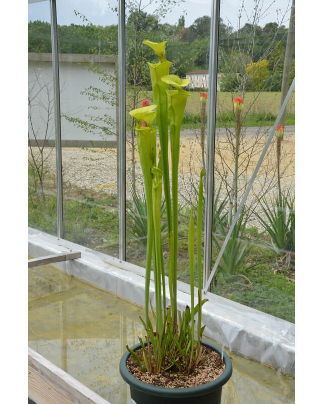 S. flava var. flava, giant form
