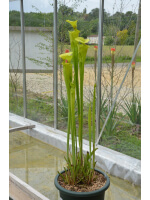 S. flava var. flava, giant form