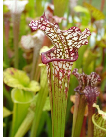 S. leucophylla -- Chipola River, FL. ,W,(DC)(L75,MK)
