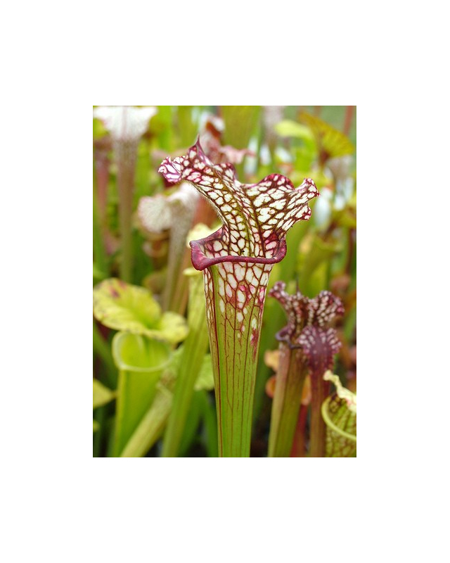 S. leucophylla -- Chipola River, FL. ,W,(DC)(L75,MK)