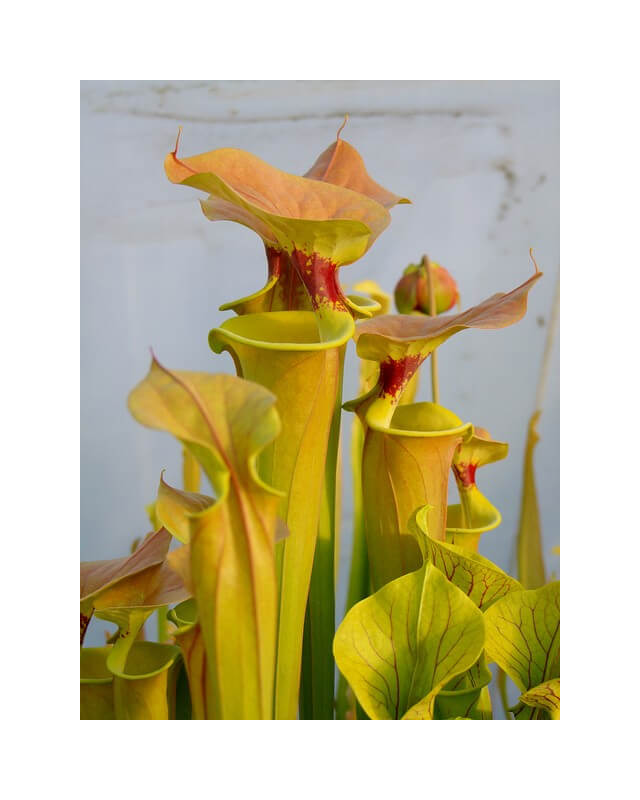 Sarracenia flava var. cuprea-var. cuprea