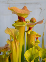 Sarracenia flava var. cuprea