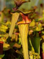 S. flava var. ornata -- Cooks Bayou, FL,(WS) F166A
