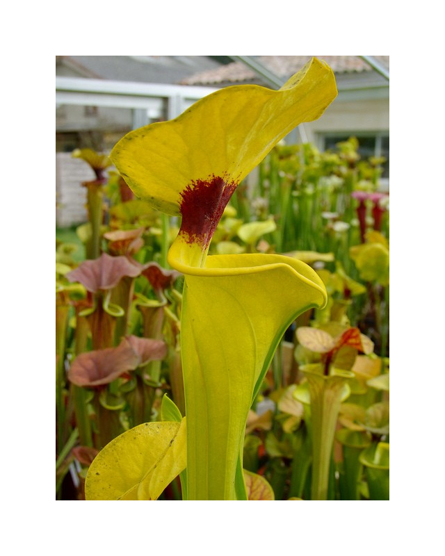 S. flava var. rugelii 