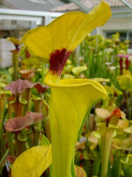 S. flava var. rugelii 